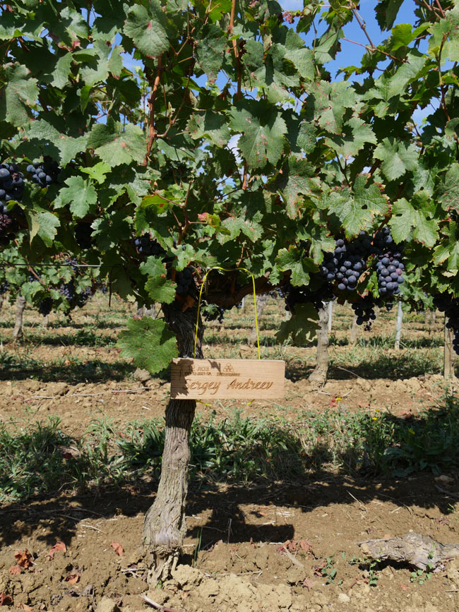 Виноградник на урожай